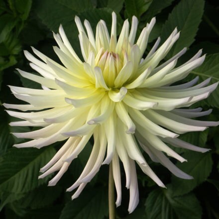 Dahlia Shooting Star in the GardenTags plant encyclopedia