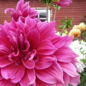 Dahlia Emory Paul in the GardenTags plant encyclopedia