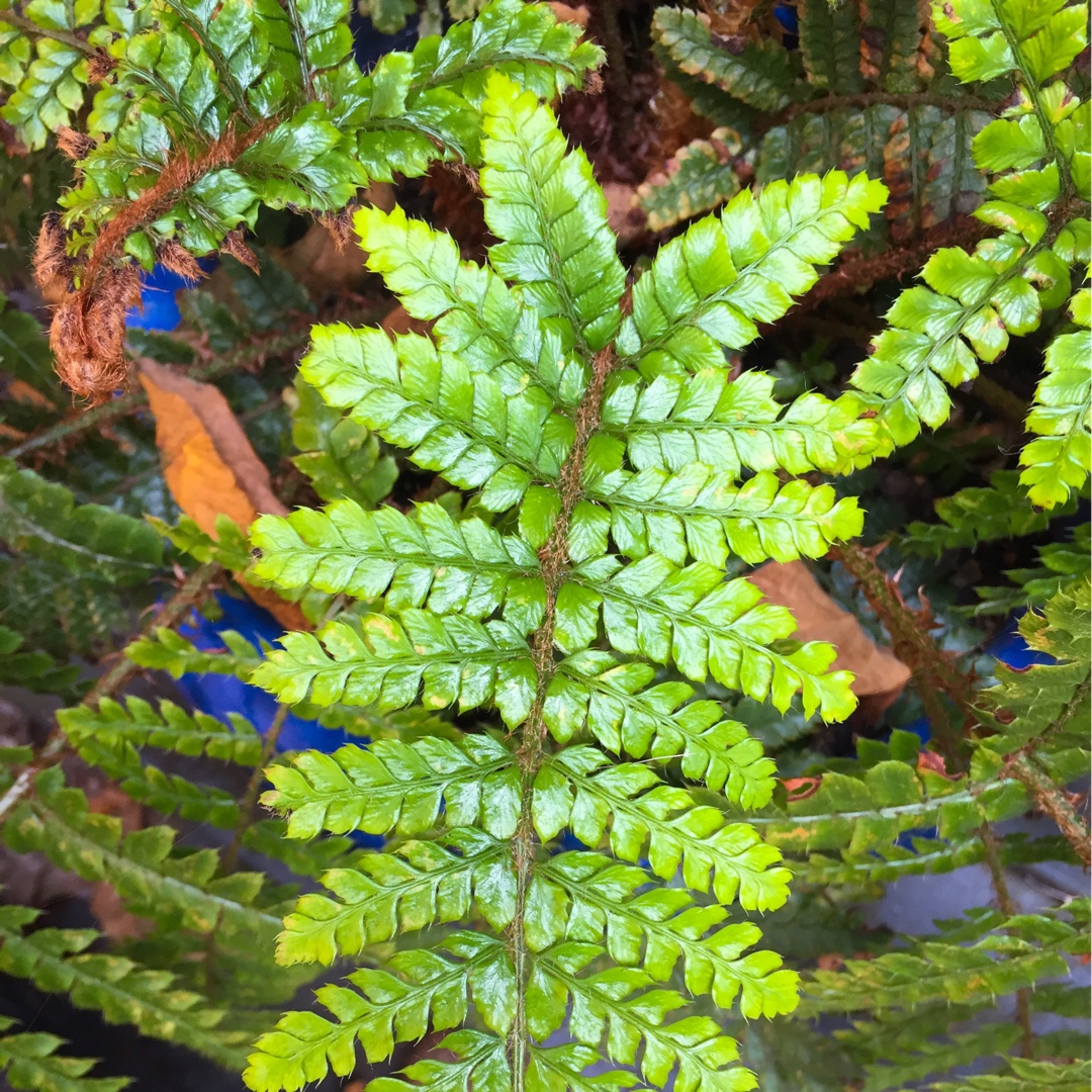 Sunset Fern in the GardenTags plant encyclopedia