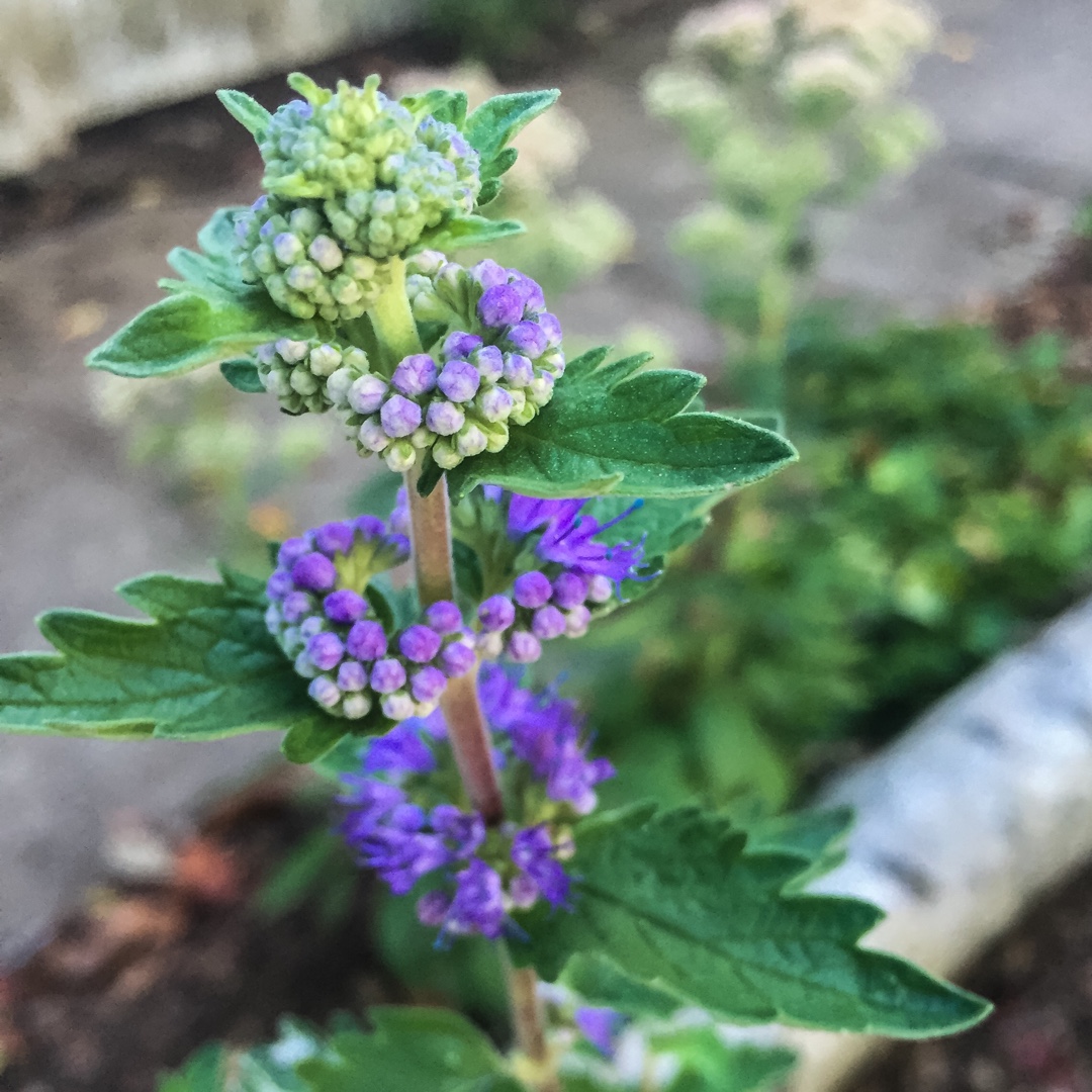 Bluebeard Dark Blue Form in the GardenTags plant encyclopedia