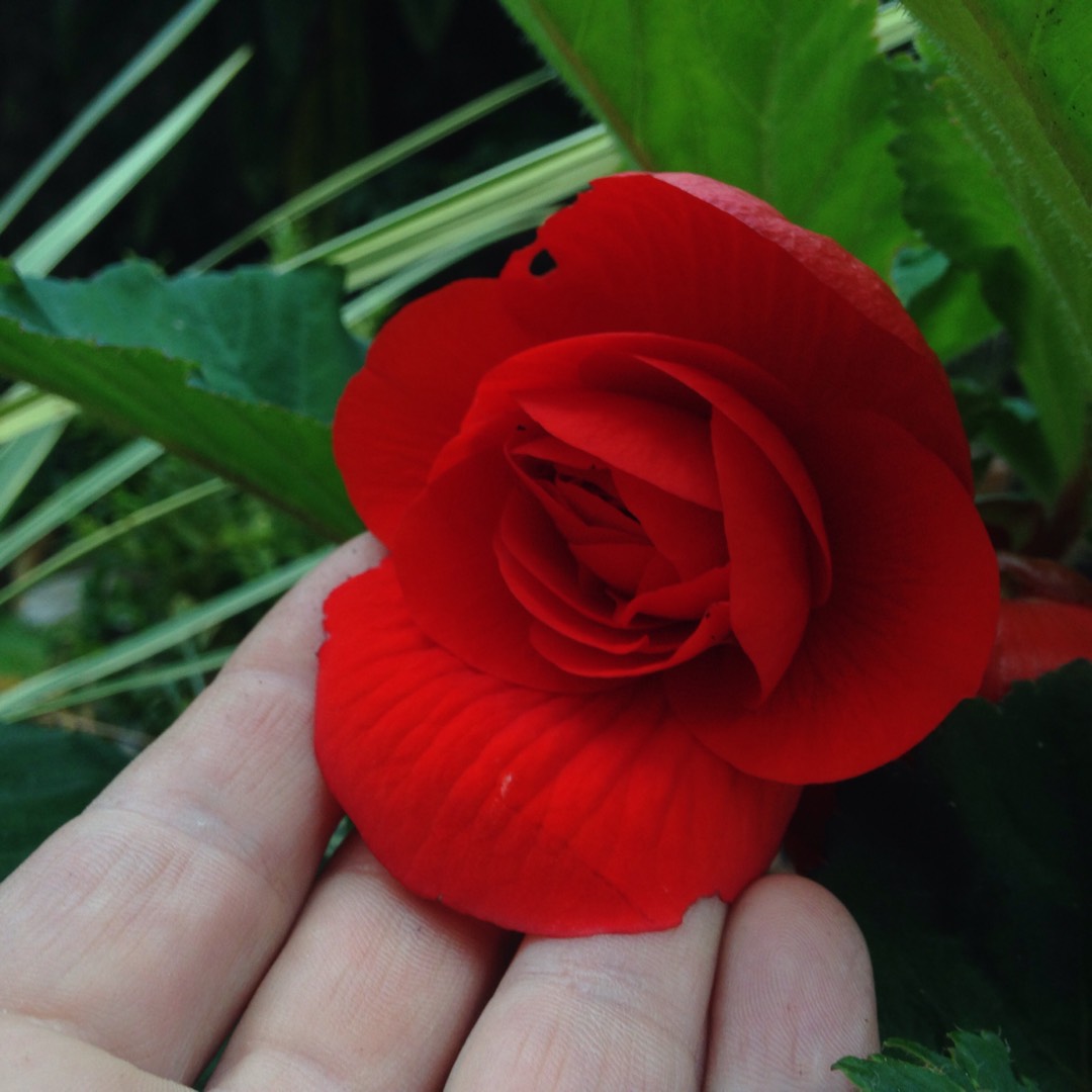 Begonia Dragone Dusty Rose in the GardenTags plant encyclopedia