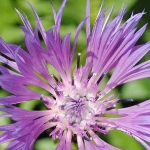 Perennial cornflower Parham in the GardenTags plant encyclopedia