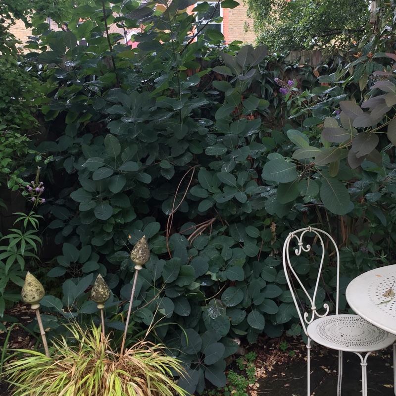 Smoke Bush Grace in the GardenTags plant encyclopedia