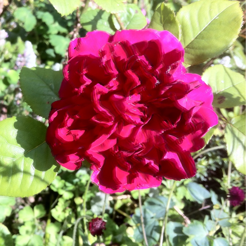 Rose LD Braitwaite in the GardenTags plant encyclopedia