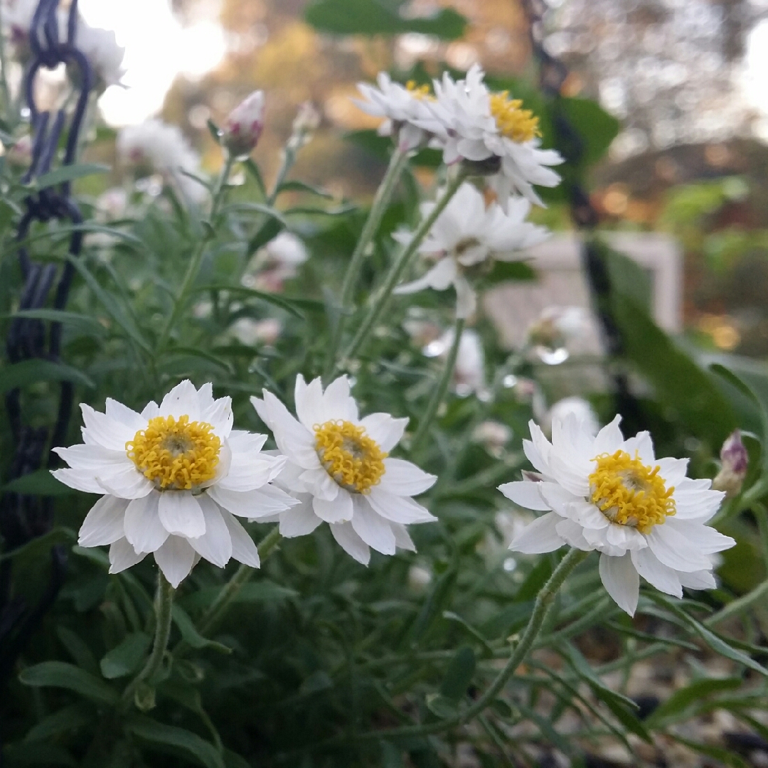 Paper Daisy Southern Star in the GardenTags plant encyclopedia