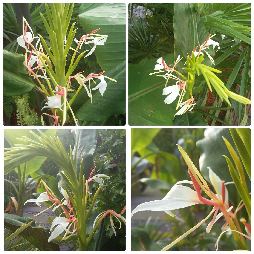 Himalayan Spiked Ginger in the GardenTags plant encyclopedia