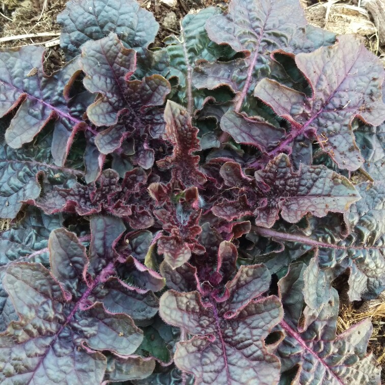 Lyre Leaf Sage Purple Knockout in the GardenTags plant encyclopedia