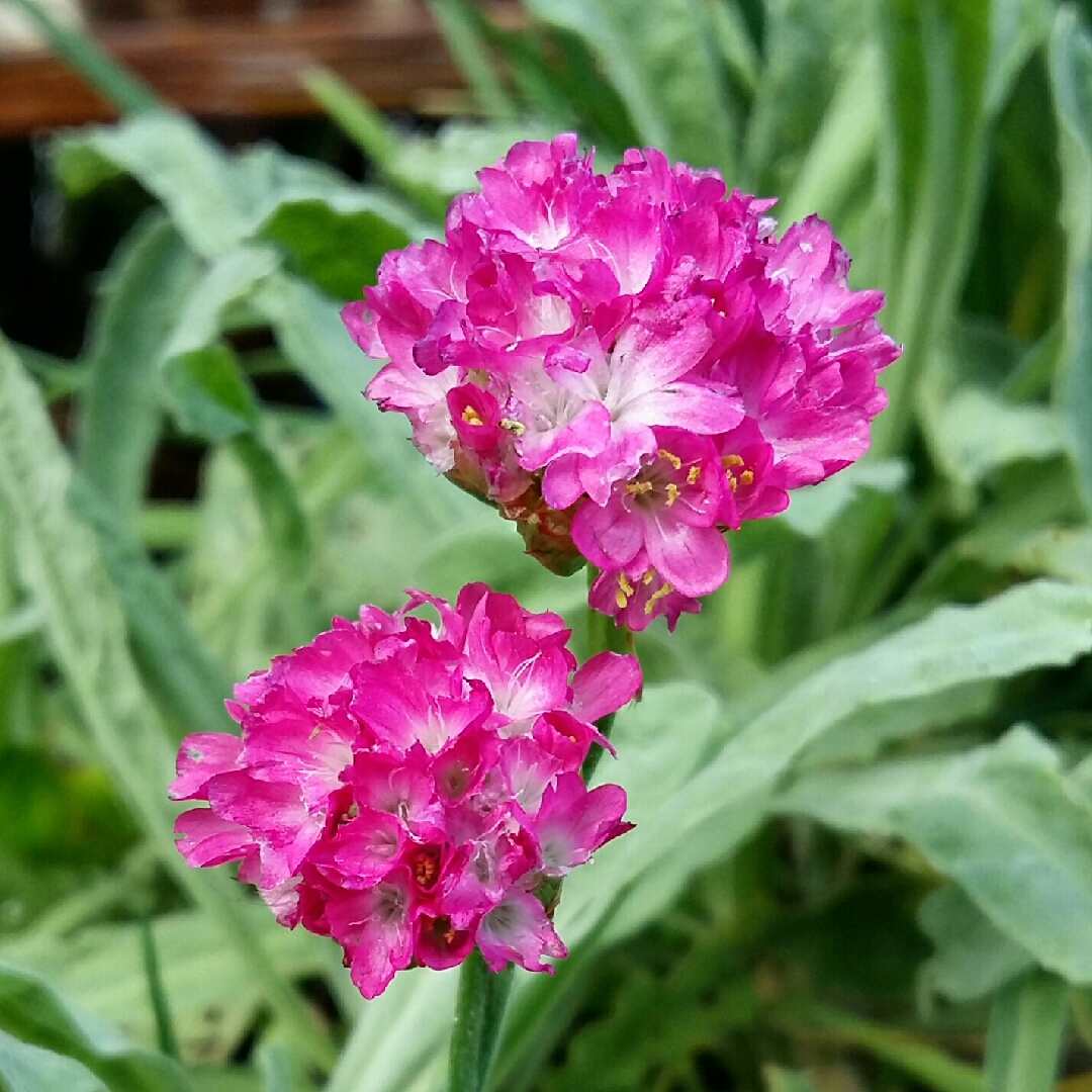 Alpine Campion in the GardenTags plant encyclopedia