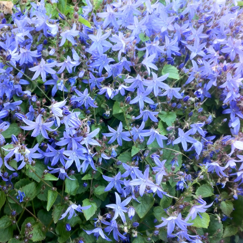 Falling stars in the GardenTags plant encyclopedia