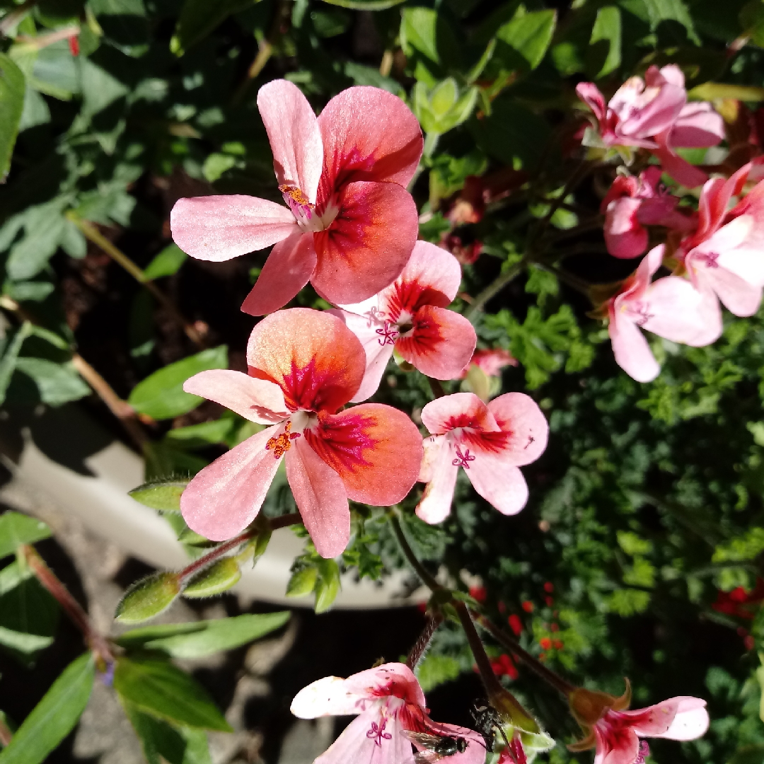 Pelargonium Angeleyes Viola (Angel) in the GardenTags plant encyclopedia