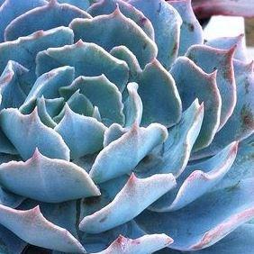 Echeveria Carribean in the GardenTags plant encyclopedia