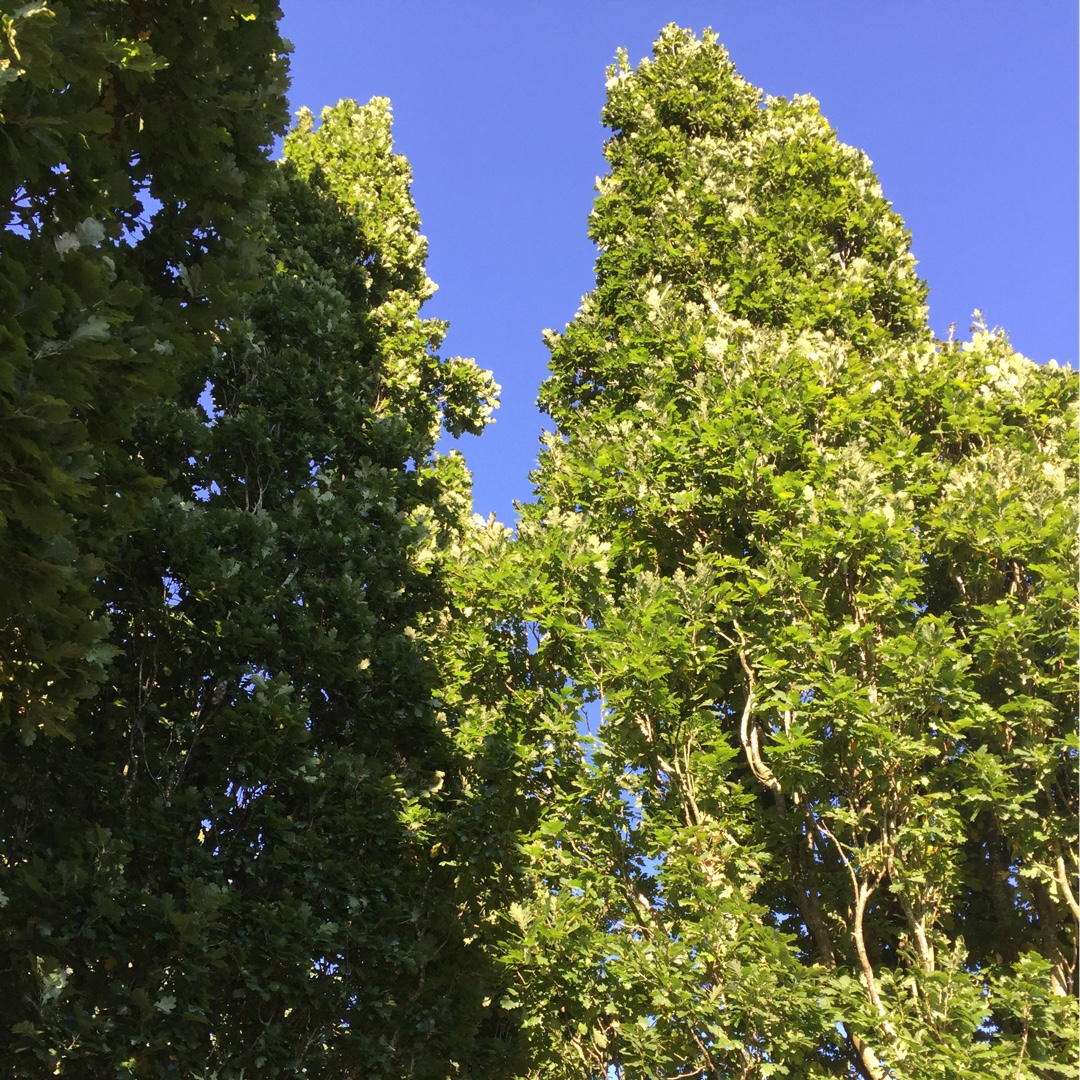 Oak Tree Koster in the GardenTags plant encyclopedia