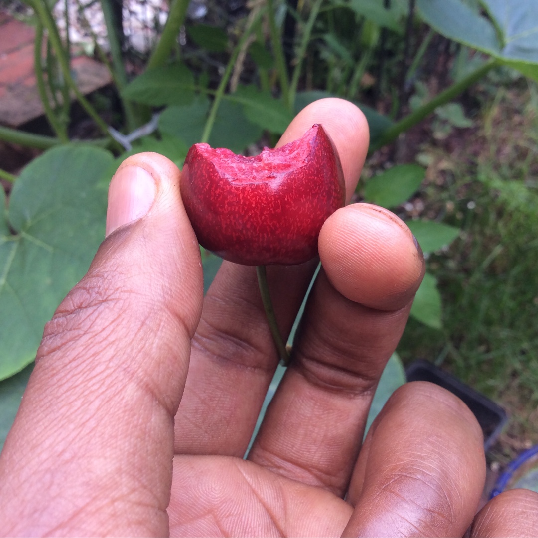 Cherry Tree Celeste in the GardenTags plant encyclopedia