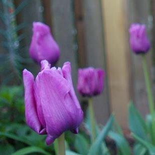 Tulip Blue Parrot (Parrot) in the GardenTags plant encyclopedia