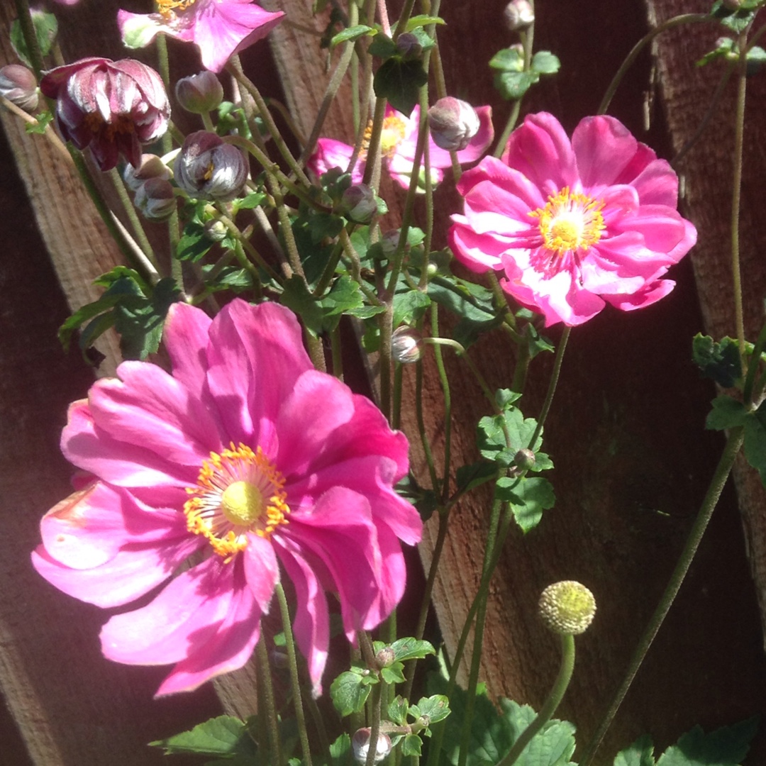 Japanese Anemone Margarete in the GardenTags plant encyclopedia