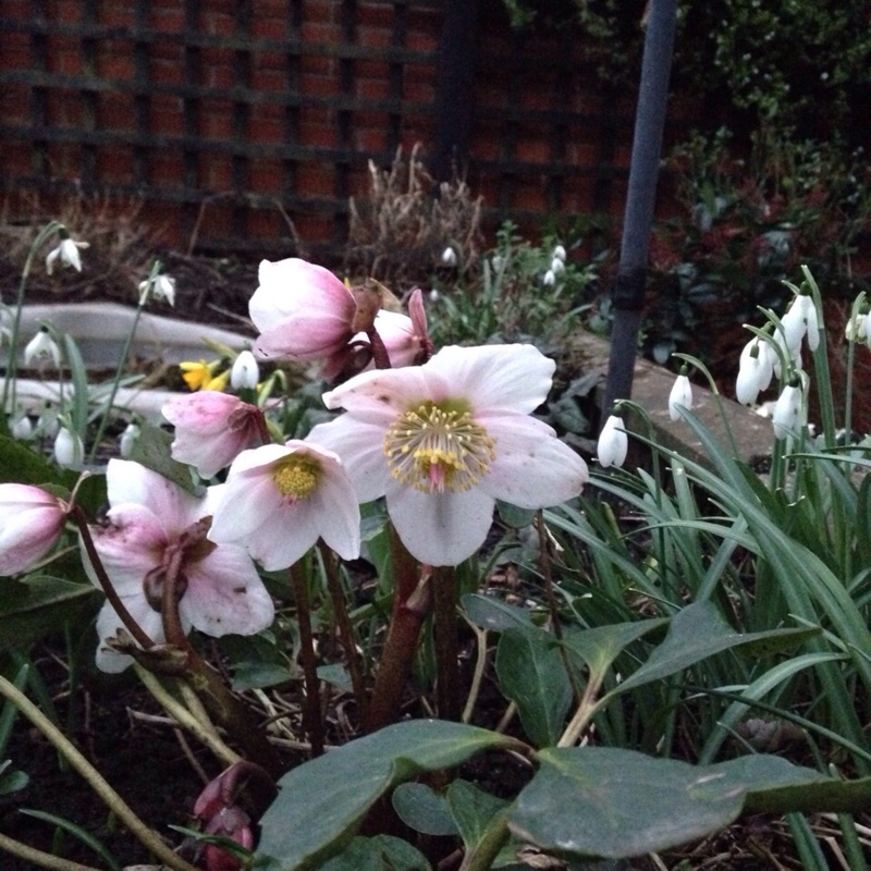 Hellebore White Magic in the GardenTags plant encyclopedia