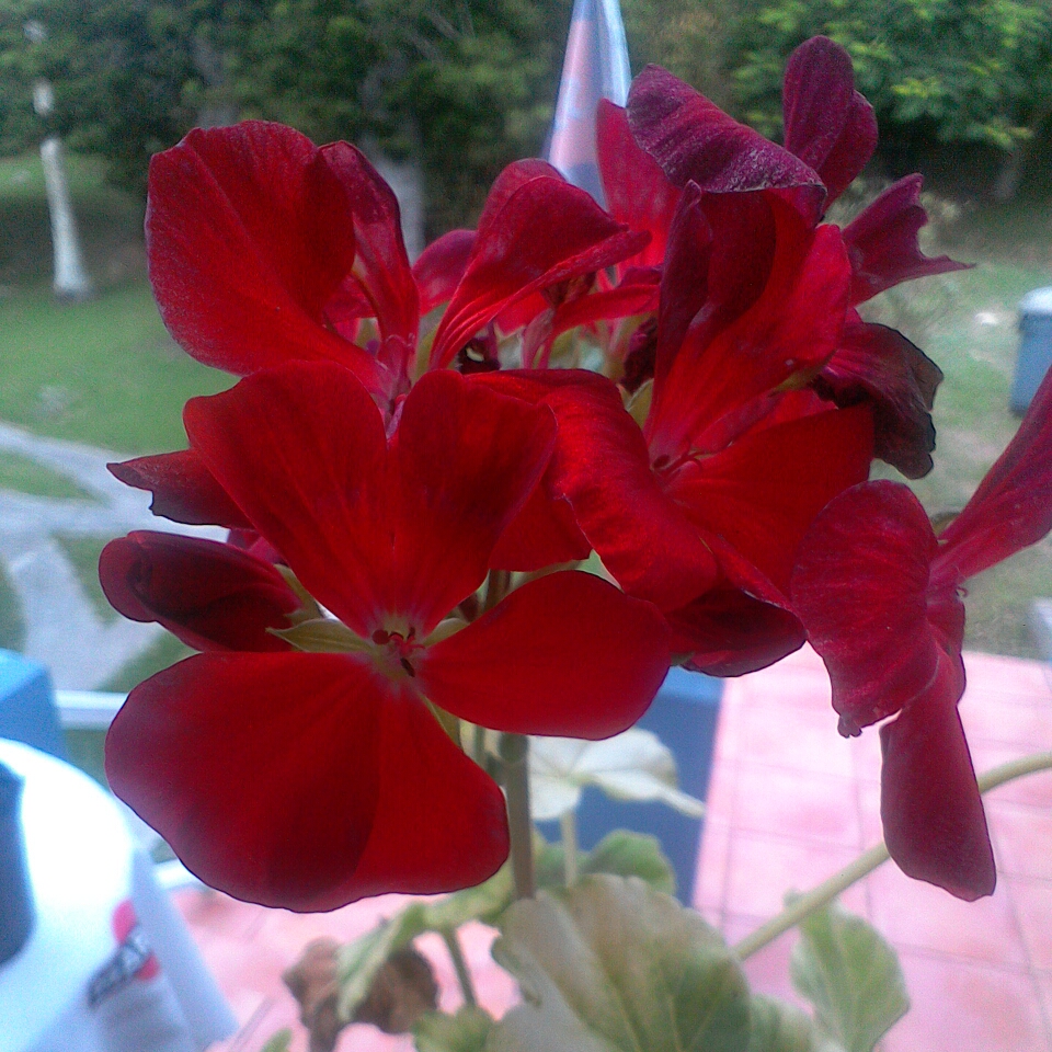 Pelargonium Maverick Red (Zonal) in the GardenTags plant encyclopedia