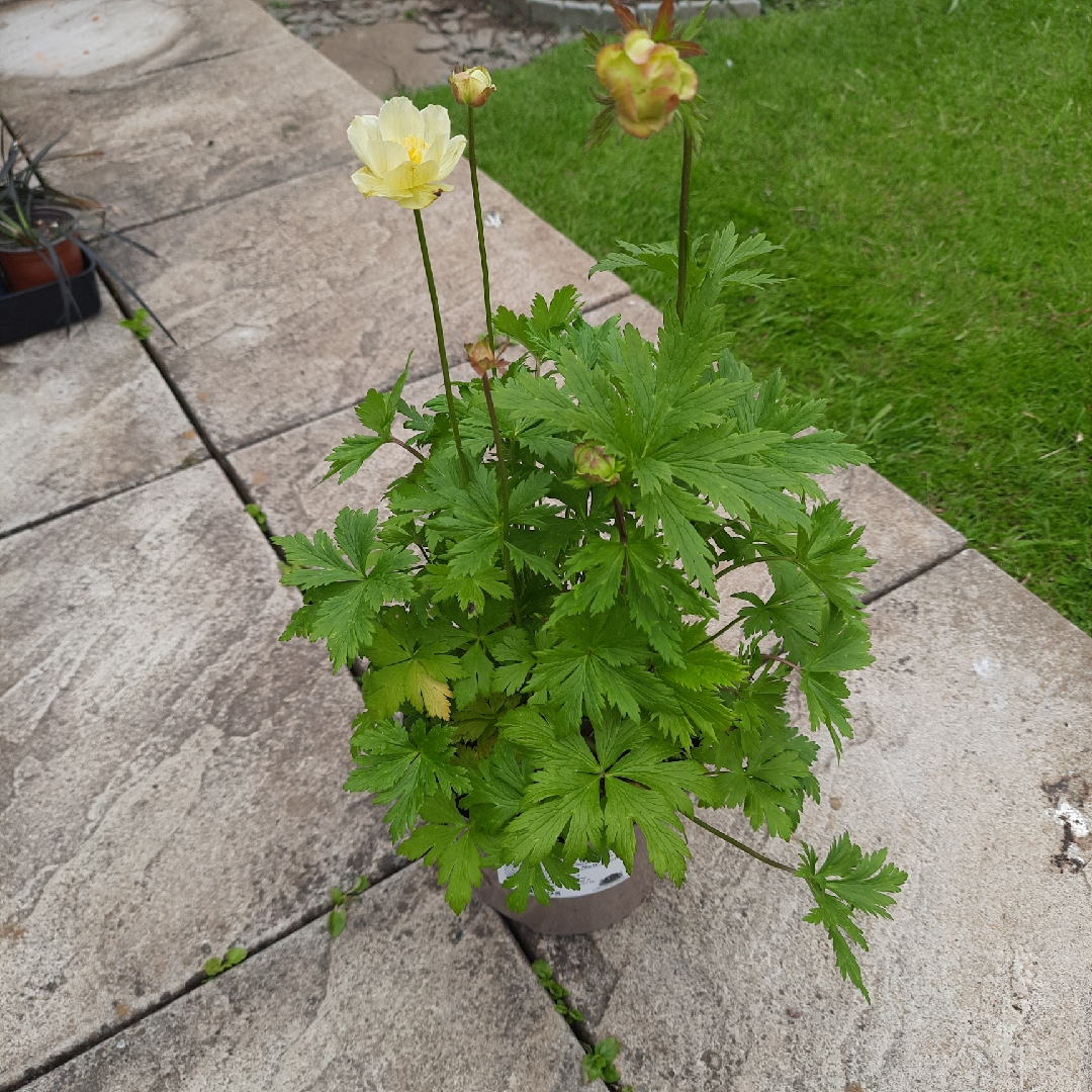 Globe Flower New Moon in the GardenTags plant encyclopedia