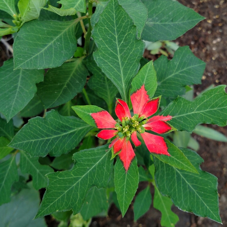 Wild Poinsettia, Texas Poinsettia in the GardenTags plant encyclopedia