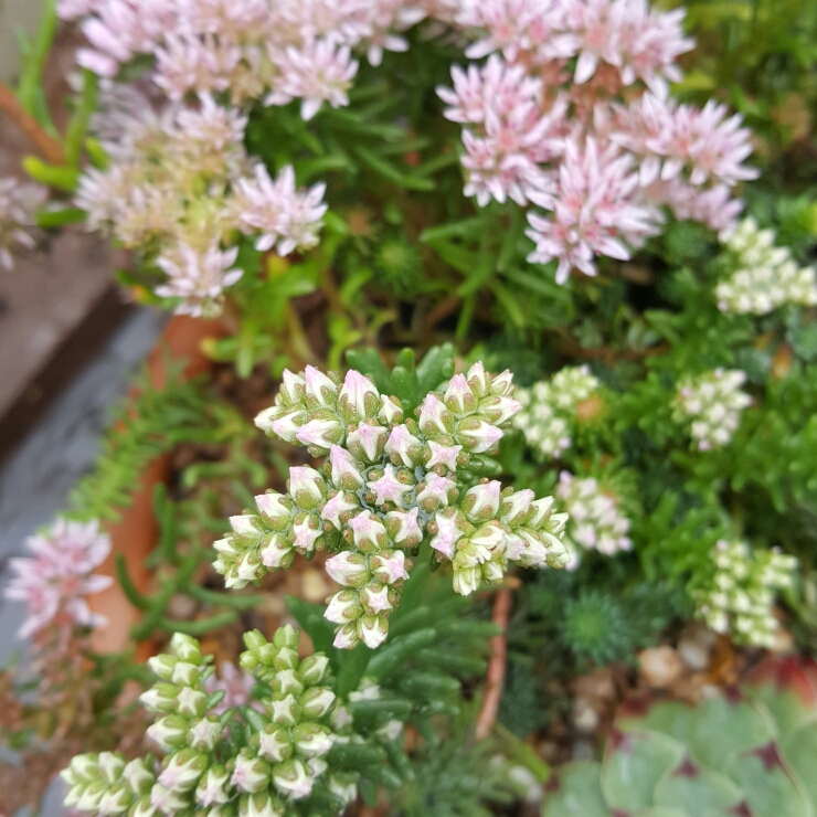 Sedum Pallidum in the GardenTags plant encyclopedia