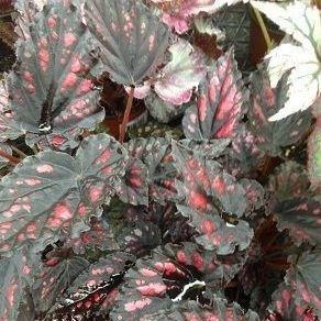 Rex Begonia Etna in the GardenTags plant encyclopedia