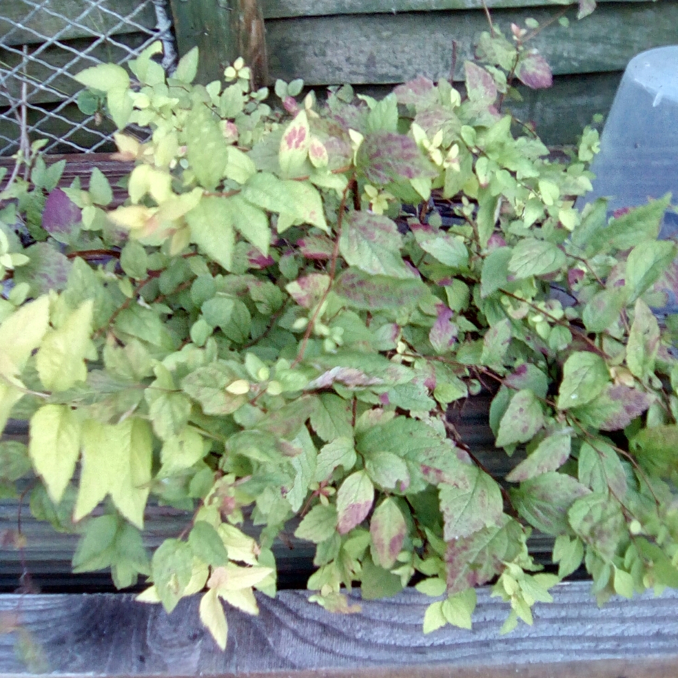 Spiraea Firelight in the GardenTags plant encyclopedia