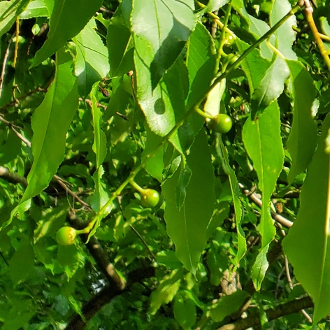 Black cherry in the GardenTags plant encyclopedia