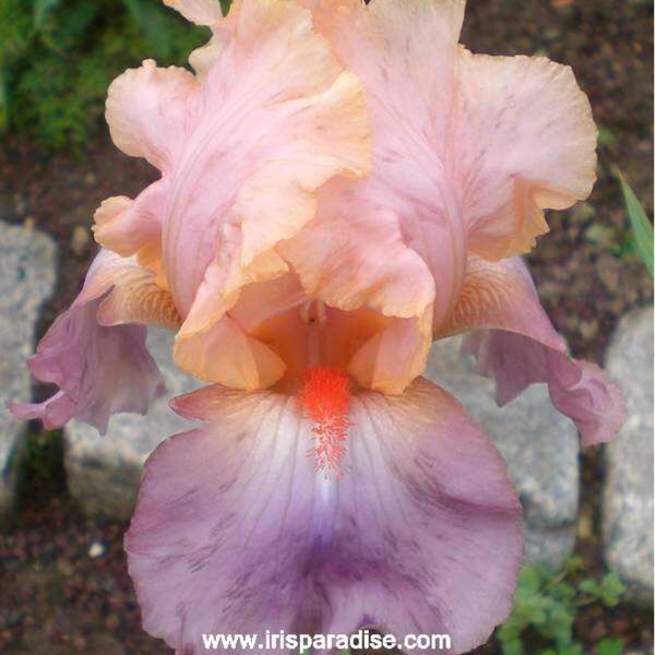 Bearded Iris Goodbye Heart (Tall) in the GardenTags plant encyclopedia