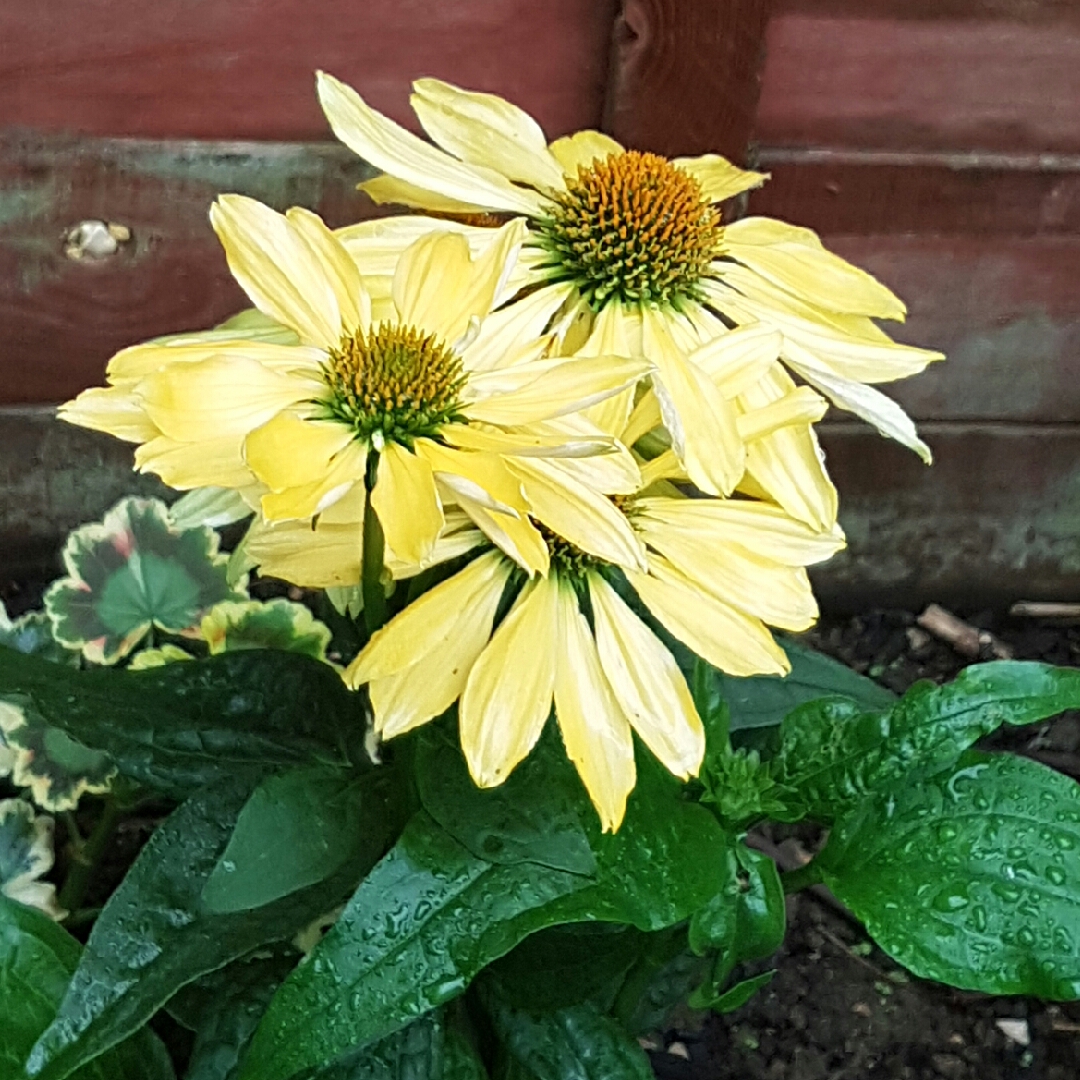 Coneflower Sombrero Sandy Yellow in the GardenTags plant encyclopedia