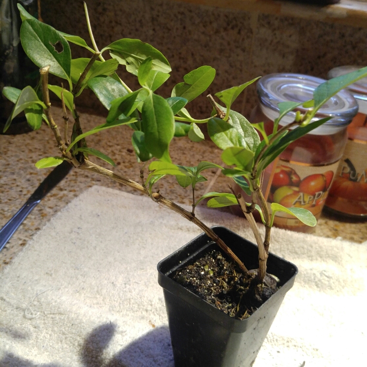 Honeysuckle Major Wheeler in the GardenTags plant encyclopedia