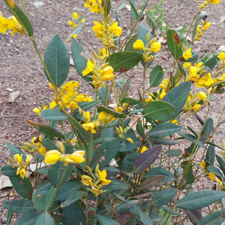 Golden Guinea Plant in the GardenTags plant encyclopedia