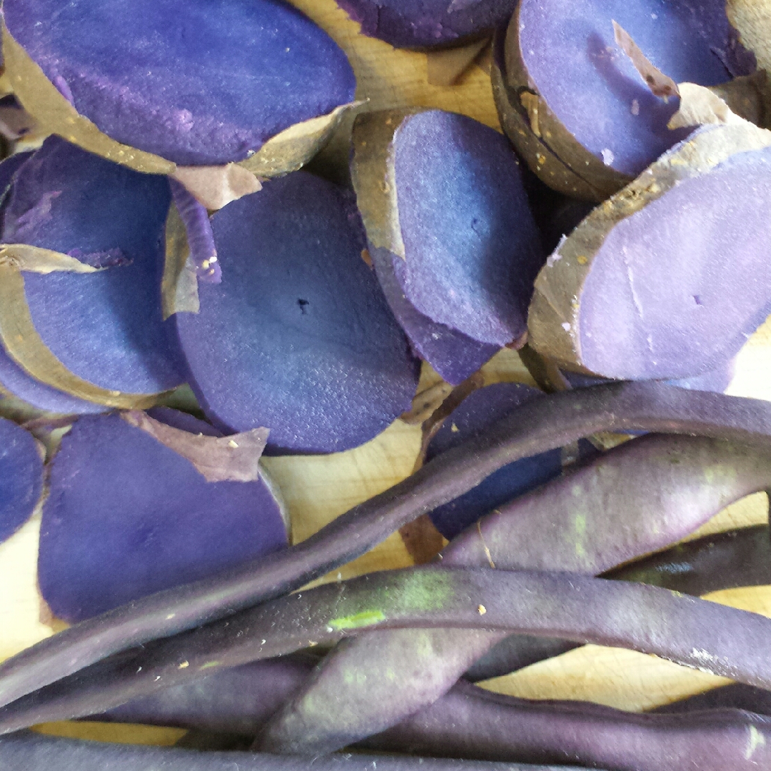 French Bean Kew Blue in the GardenTags plant encyclopedia