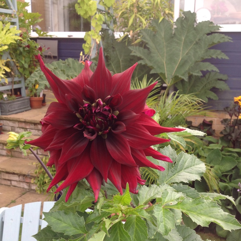 Dahlia Black Monarch (Decorative) in the GardenTags plant encyclopedia