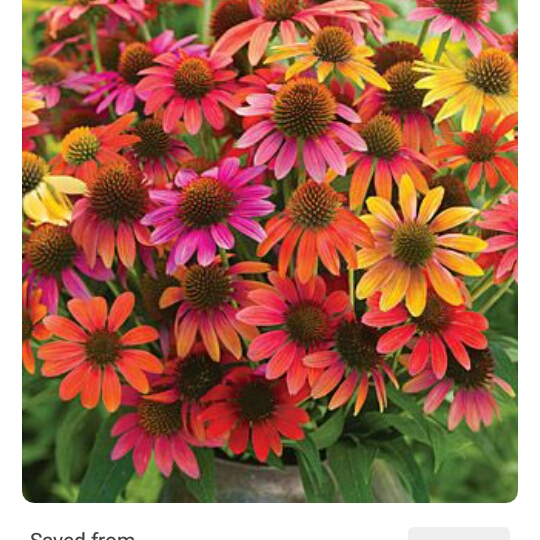 Coneflower Warm Summer in the GardenTags plant encyclopedia