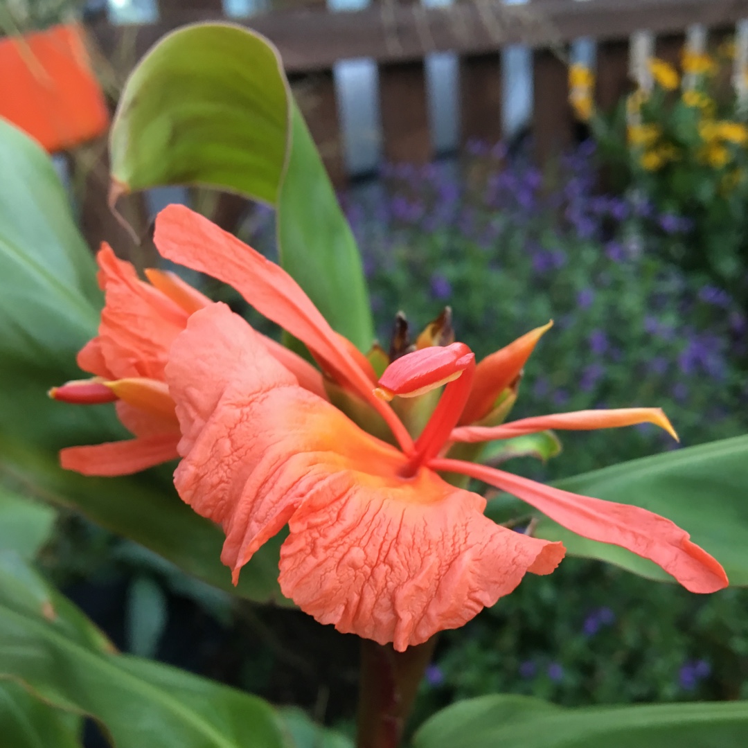 Greens Ginger in the GardenTags plant encyclopedia