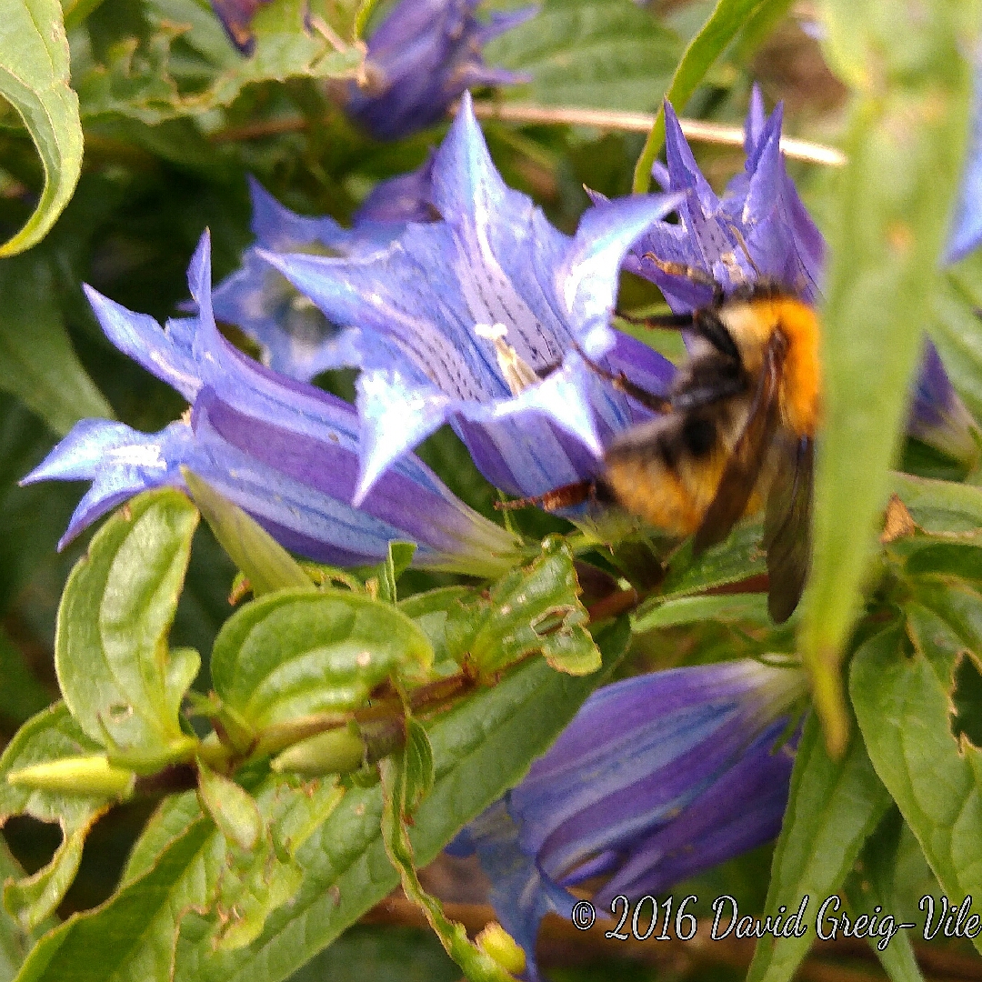 Willow Gentian in the GardenTags plant encyclopedia