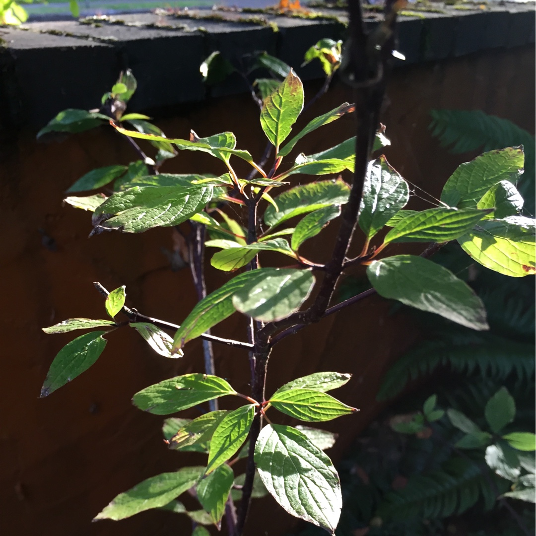 Black-twig Dogwood in the GardenTags plant encyclopedia