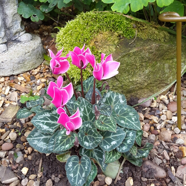 Florists Cyclamen Halios Fantasia Deep Rose in the GardenTags plant encyclopedia