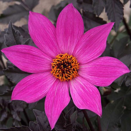 Dahlia Magenta Star in the GardenTags plant encyclopedia