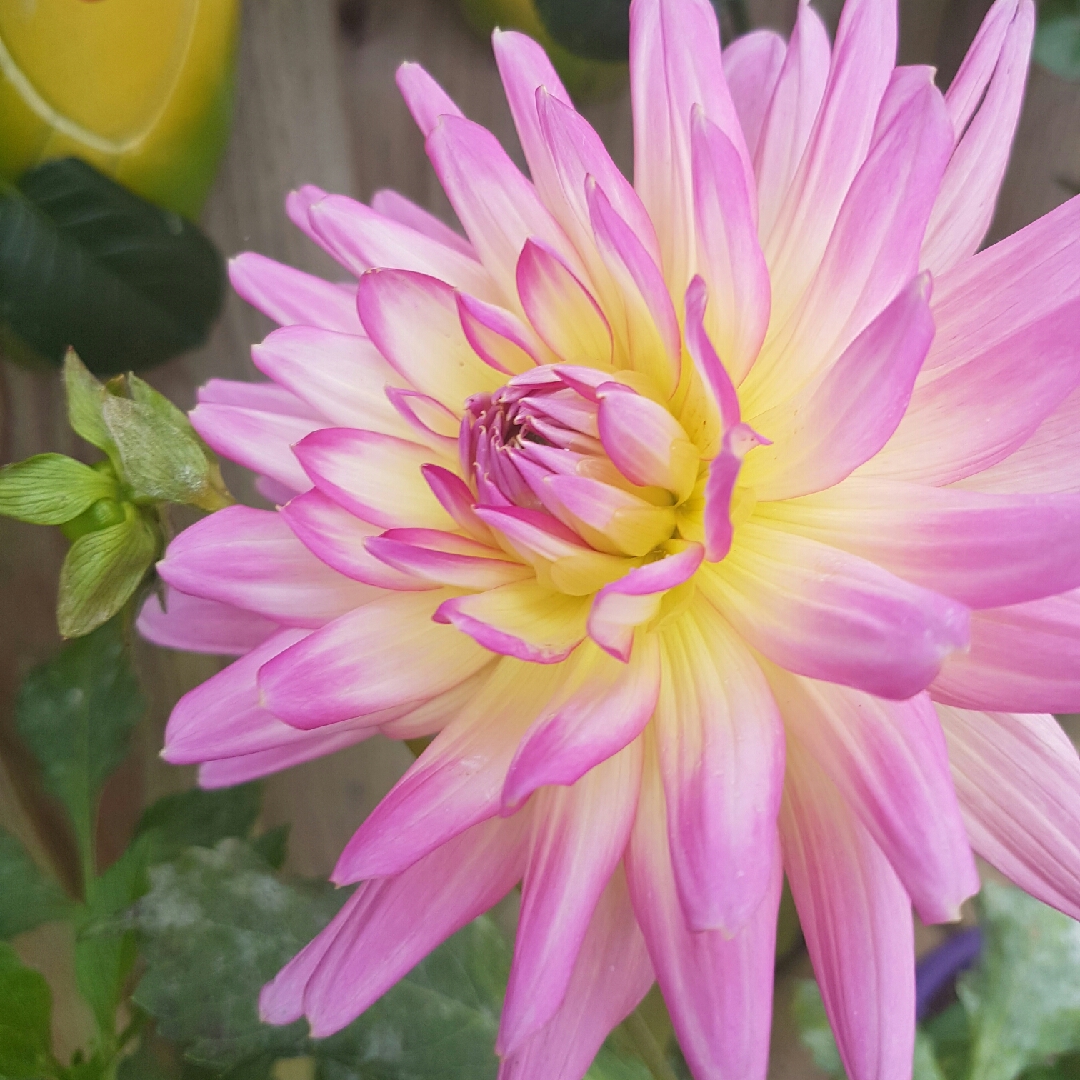 Dahlia 'Sabrina', Dahlia 'Sabrina' in GardenTags plant encyclopedia