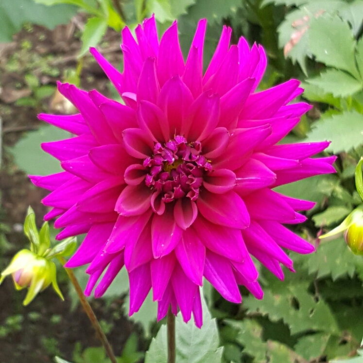 Dahlia Ambition in the GardenTags plant encyclopedia