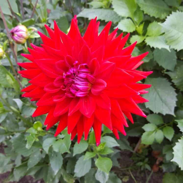 Dahlia Wittermans Best in the GardenTags plant encyclopedia