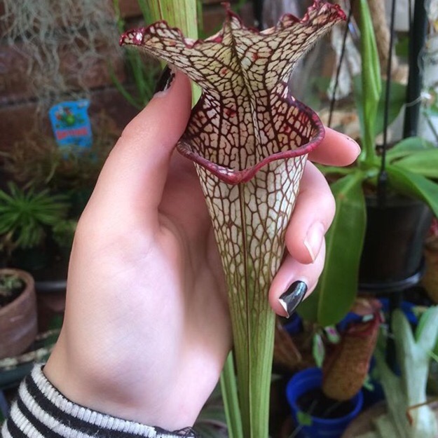 White Topped Pitcher Plant in the GardenTags plant encyclopedia