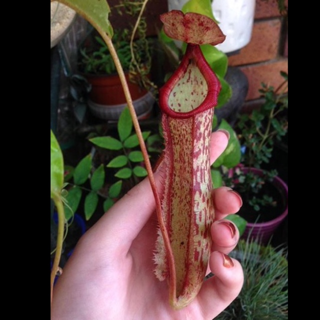 Nepenthes Miranda in the GardenTags plant encyclopedia