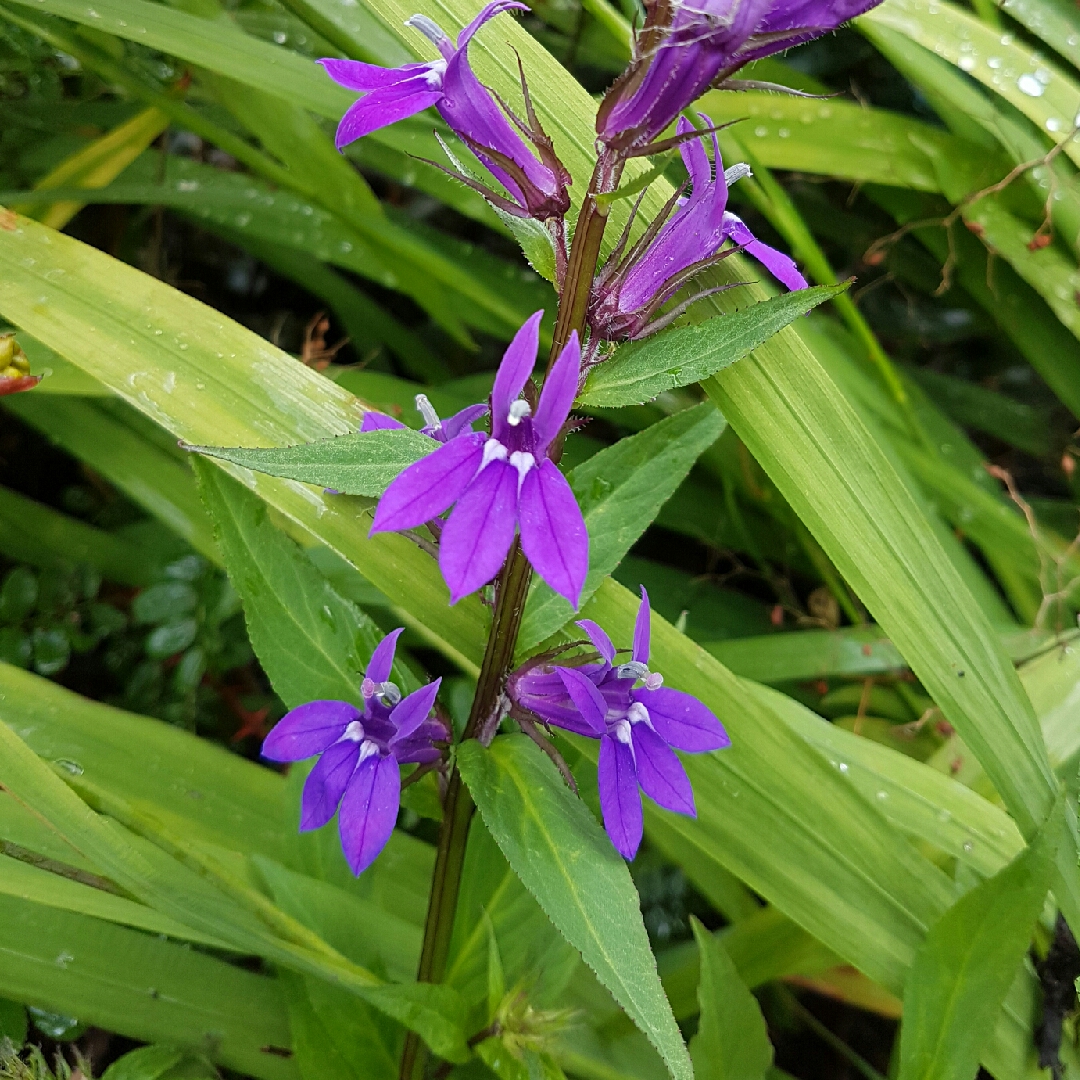 Lobelia Vedrariensis in the GardenTags plant encyclopedia