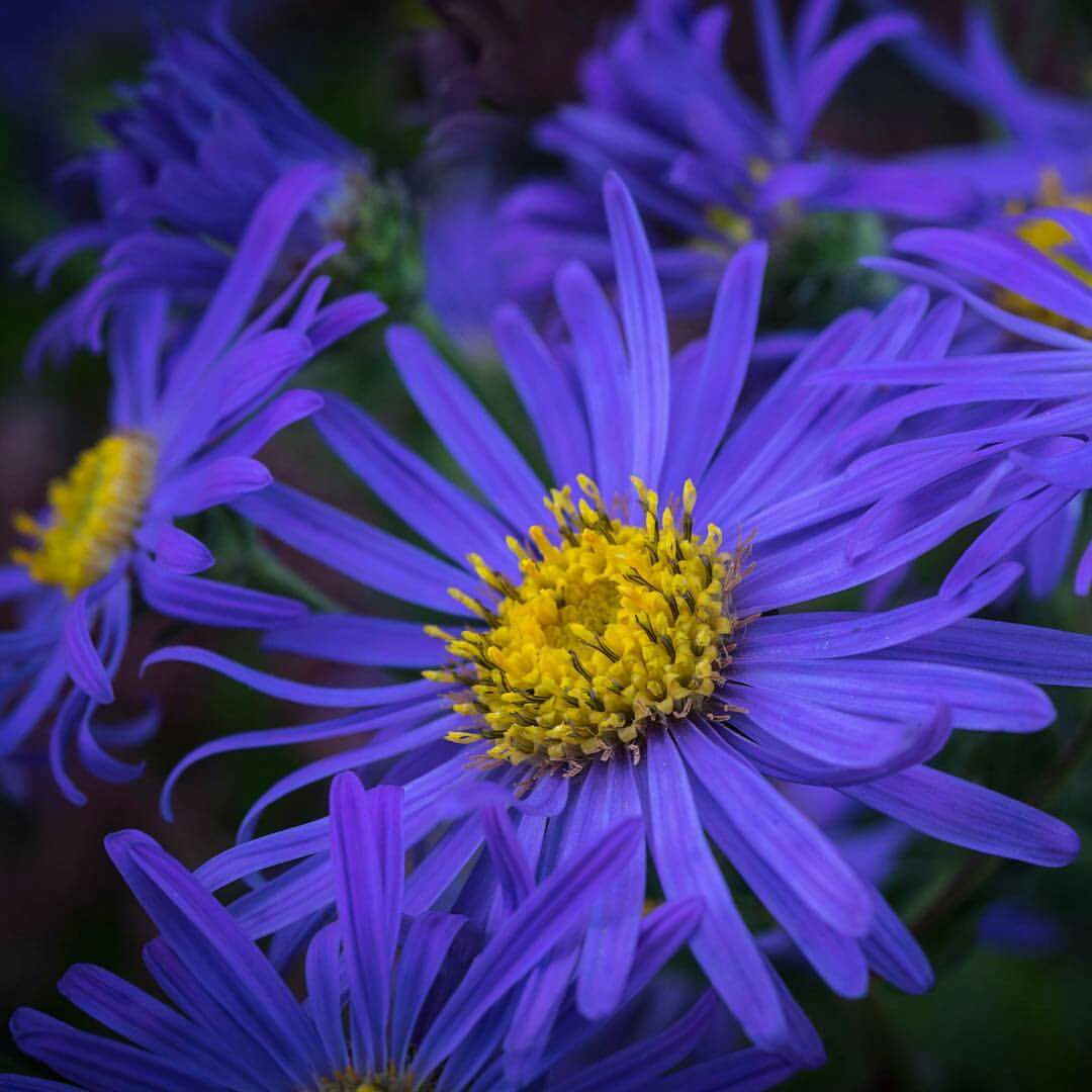 Michaelmas Daisy King George in the GardenTags plant encyclopedia