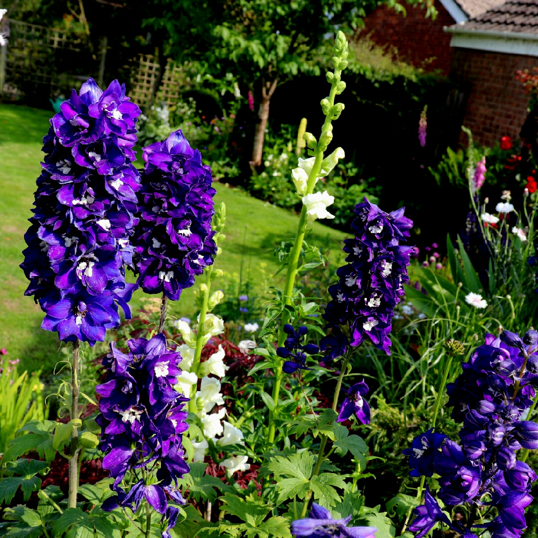 Delphinium Excalibur Dark Blue White Bee in the GardenTags plant encyclopedia