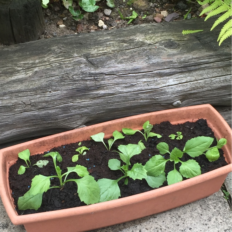 Aster in the GardenTags plant encyclopedia