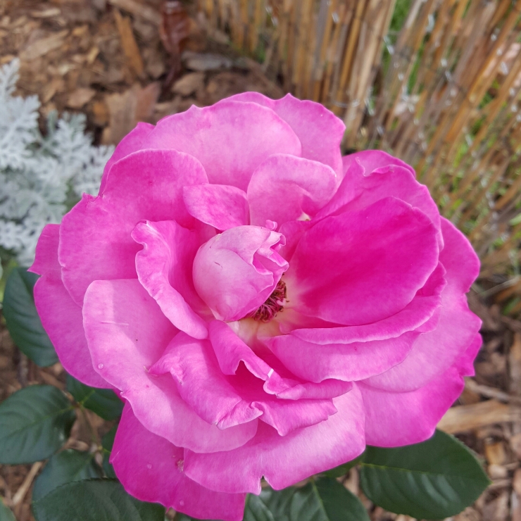 Rose Baronne Edmond de Rothschild (Hybrid Tea) in the GardenTags plant encyclopedia