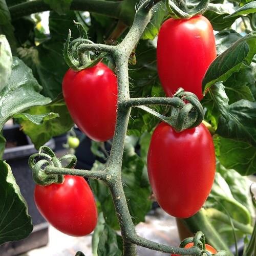 Tomato Floridity (Plum Tomato) in the GardenTags plant encyclopedia